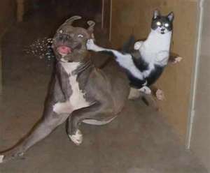 File:ThumbnailCAONJVHM.jpg