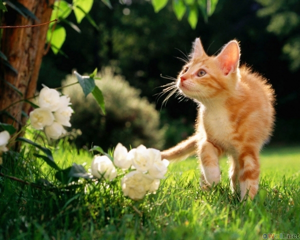 File:Thumb3 ginger kitten 1.jpg