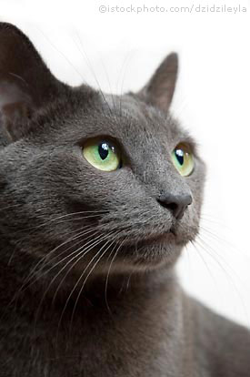 File:Russian blue cat.jpg