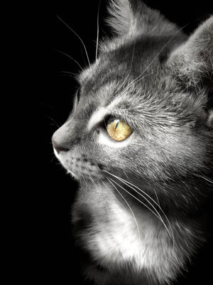 File:Wolfflight.jpg