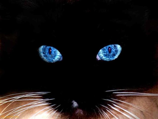 File:Black-cat-blue-eyes-.jpg
