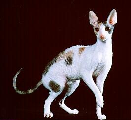 File:Cat6NTC.jpg