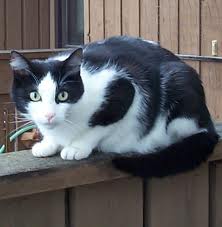File:Shortwhisker.jpg
