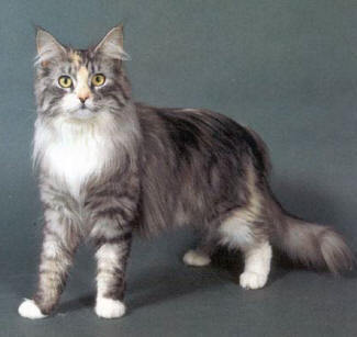 File:Lightpaw2.jpg