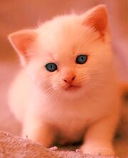 Kitten