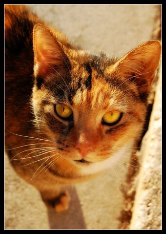File:Golden Eyes by BlackieBear101.jpg