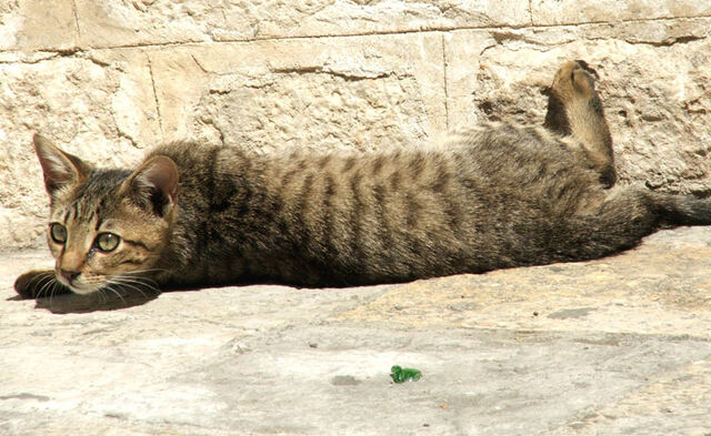 File:Clawface.jpg