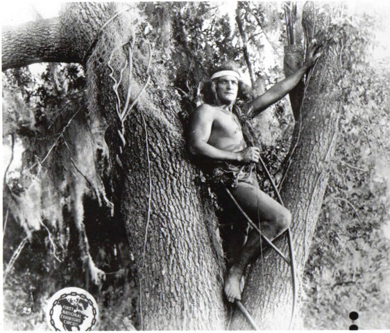 File:Still Trees.jpg