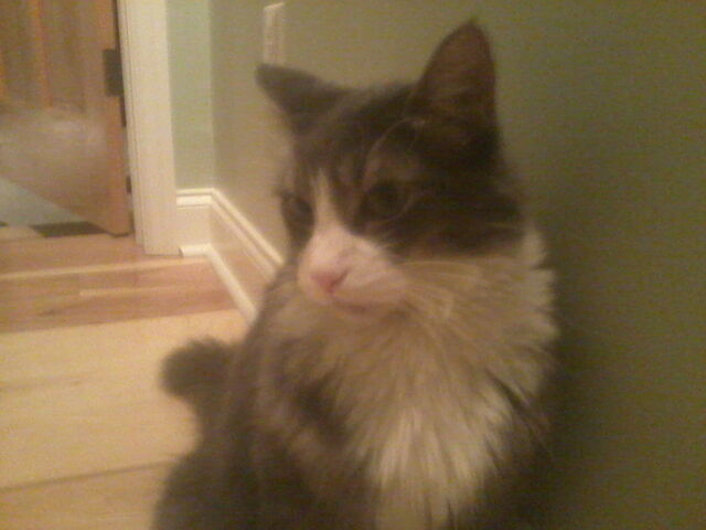 File:Plotting Kitty.jpg