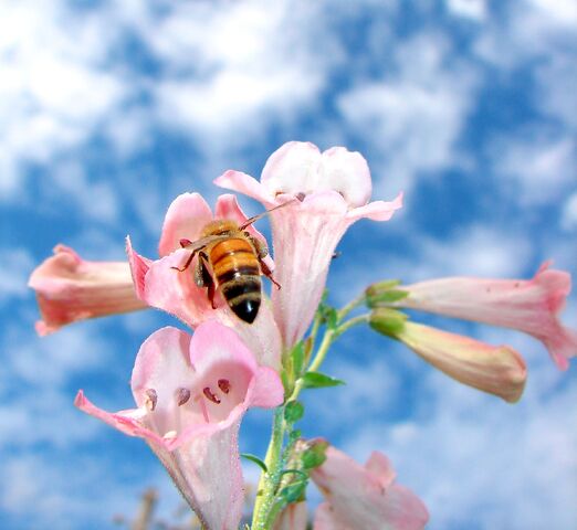 File:Pink Penstemons-3139.jpg