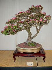 Azalea (Rhododendron)
