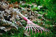 Ayla's Rake