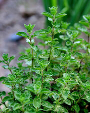 More Oregano