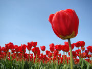Red tulips