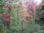 Backyard Fall Foliage