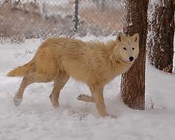 File:Lemon Wolf.jpg