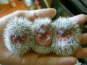 Baby-animals-hedgehogs