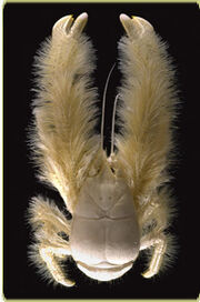 Yeti Crab