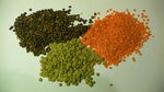 Lentil