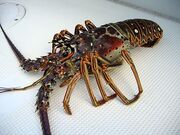 Rock lobster
