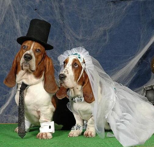 Archivo:Animales-en-las-bodas.jpg