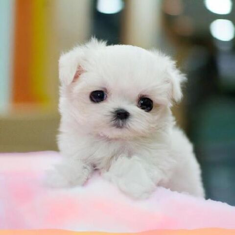 Archivo:Regalo-fantastica-y-excellente-de-cachorritos-de-bichon-maltes-de-pura-raza-canada-juncosa-201402101756388391290000.jpg