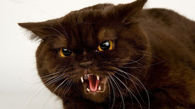 Archivo:Angry-cat.jpg