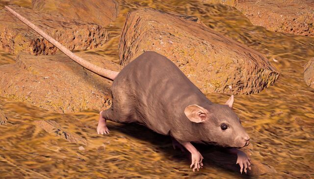 Datei:Ratte.jpg