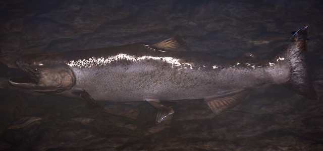 File:Salmon.png