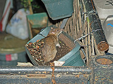 File:BrownRat.jpg