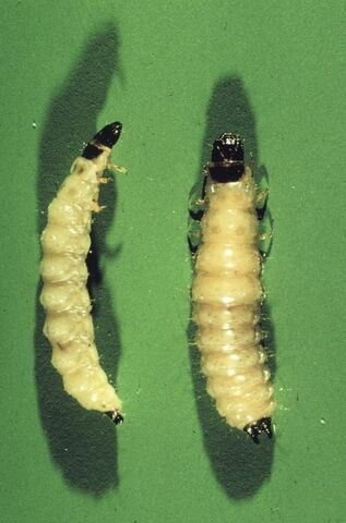 File:CadelleBeetleLarva.jpg