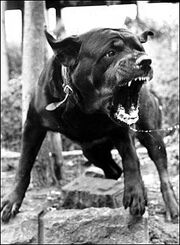 Junkyarddog