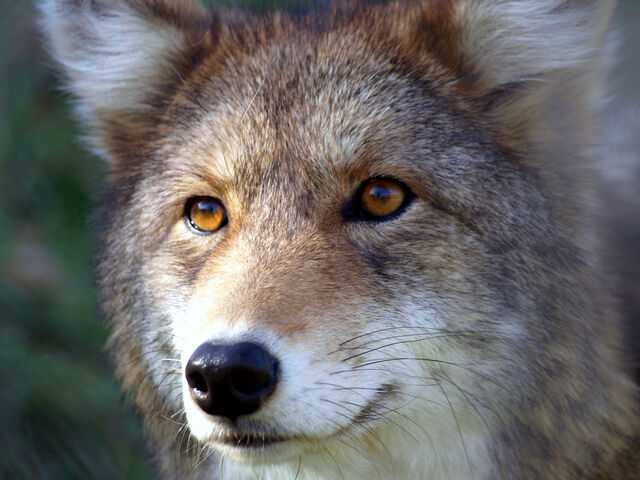 File:Golden-eyes-2.jpg