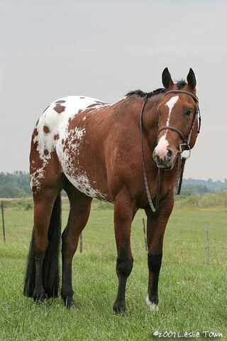 File:Appaloosa-stallion.jpg