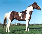 Skewbald horse