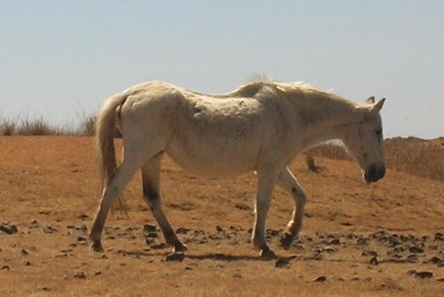 File:BasraFeral.jpg
