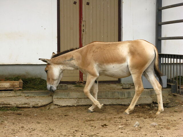 File:Image-1470921806.jpeg