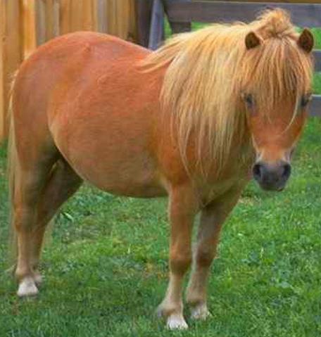 File:Pony.png