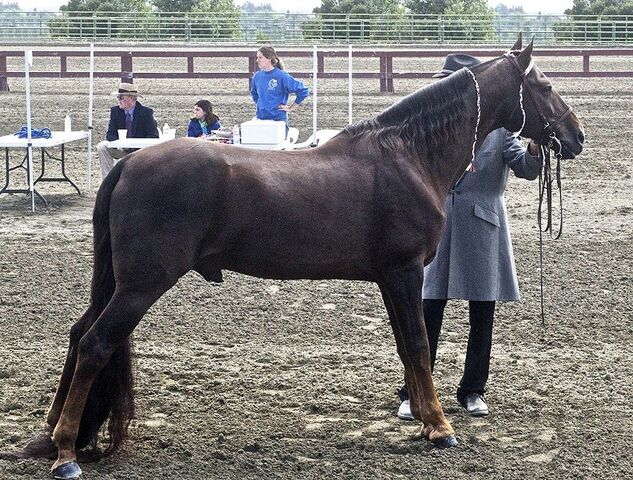 File:Teeneesewalkinghorse.jpg