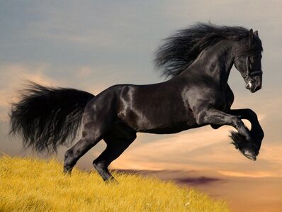 Friesen-stallion-gallop-in-sunset 1250476930