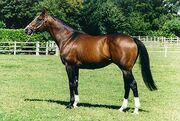 Bay horse