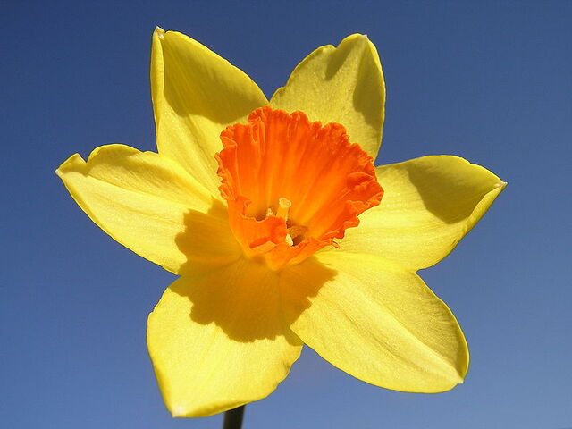 File:800px-Narcissus-closeup.jpg