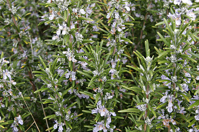 File:800px-Rosemary bush.jpg