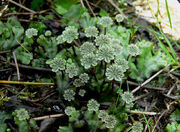 MarchantiophytaSp.NonDéterminéeFL3