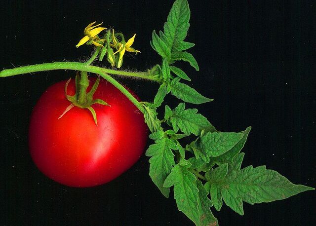 File:800px-Tomato scanned.jpg