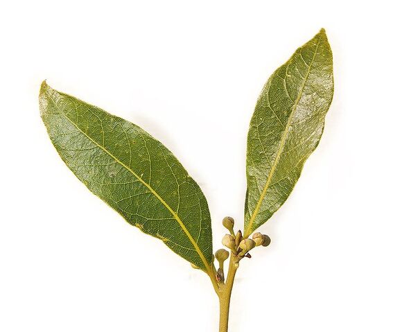 File:741px-Bay leaf pair443.jpg