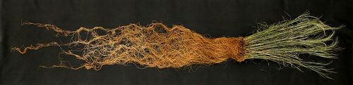 800px-Switchgrass roots
