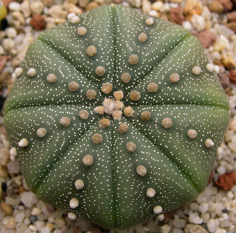 File:Astrophytum asterias1.jpg