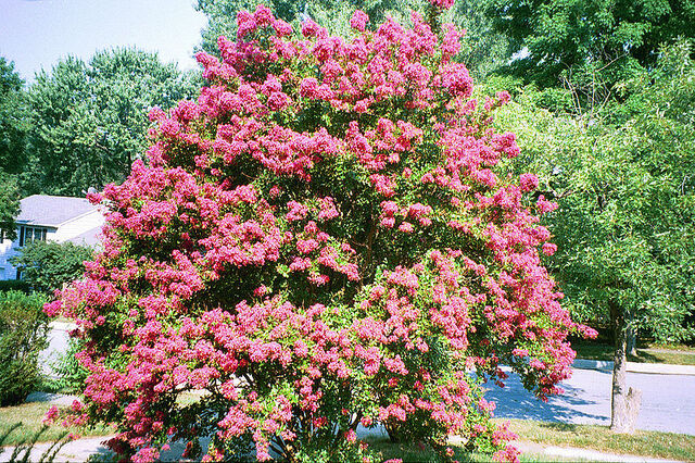 File:800px-Crepe Myrtle.jpg