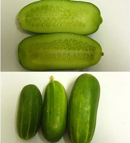 File:Persiancucumber.jpg